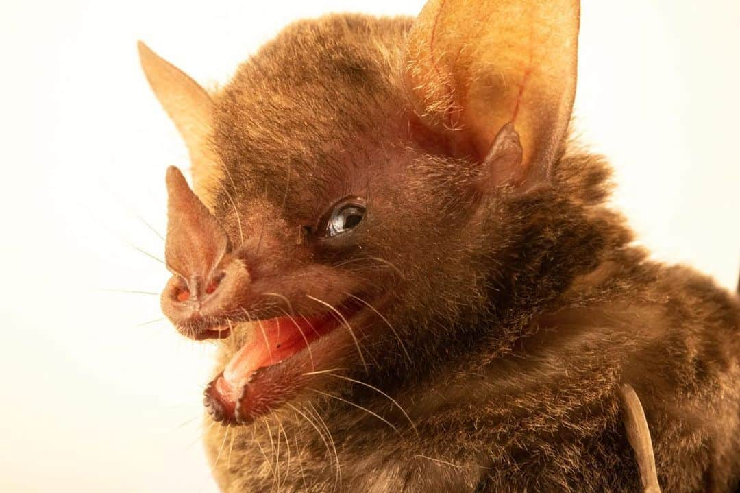 Joel Sartoreさんのインスタグラム写真 - (Joel SartoreInstagram)「This Pallas’s long-tongued bat is gracing your feed with his best smile on #BatAppreciationDay. This small but mighty species is an important pollinator and seed disperser throughout its homerange, known to consume parts of at least 34 different species of plants. When feeding, these bats will practice one of two different foraging techniques - territorial or trapline feeding. Bats that practice territorial feeding will defend a small area of land with preferred food plants, while trapline feeders follow the same route every night feeding on a variety of plants as they travel to and from their resting place. Photo taken at the Bat Jungle in Monteverde, Costa Rica.   #bat #pallas #smile #animal #wildlife #nocturnal #photography #animalphotography #wildlifephotography #studioportrait #PhotoArk @insidenatgeo」4月17日 23時46分 - joelsartore