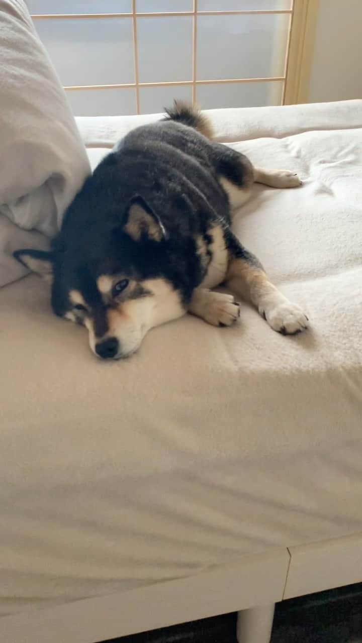 吾子のインスタグラム：「・ ・ ・ ・ ・ 今日はおかしゃんのベッドで寝るワンよ🐶💤💕 ・ かまってくれないからわん🐶 ・ はいはいごめんねー🤷🏻‍♀️ ・ ・ ・ ・ ・ ・ ・ ・ ・ ・ ・ ・ ・ ・ ・ ・ ・ ・ ・ ・ ・ ・ ・ ・ ・ ・ #かまってほしい🐶 #ふて寝 #sapporo  ・ 北海道の柴犬 #柴北会 の皆ワン🐶お散歩ドロドロになるけどちゃんと足洗おうねー ・ #adorable #instadog#shibainu#dog#柴犬ライフ #instashiba#柴犬マニア #9gag #barked #kuroshiba#socute #cutedog#いぬのきもち #黒柴 #dogstagram_japan」
