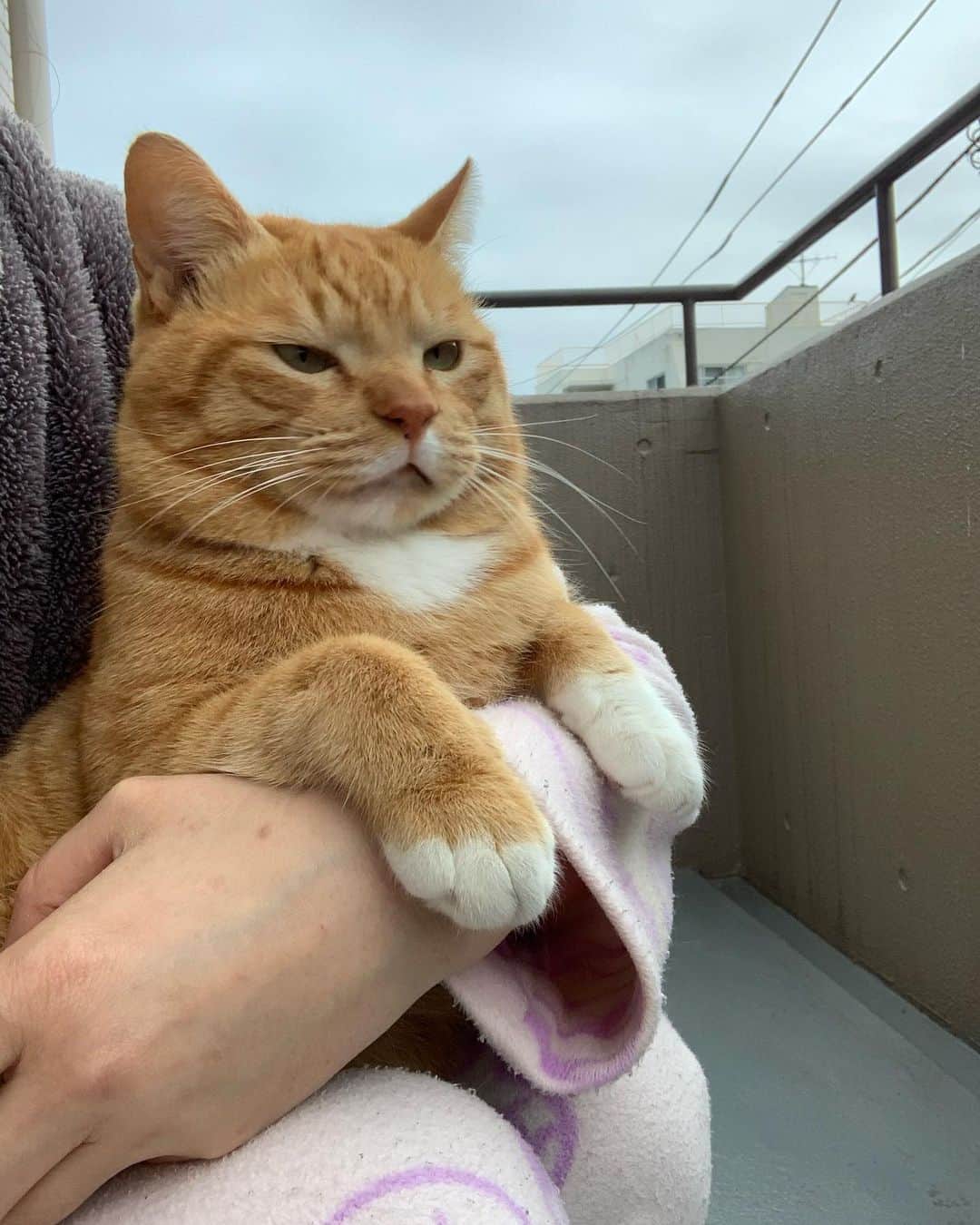 Aww Clubさんのインスタグラム写真 - (Aww ClubInstagram)「Everything the light touches is my kingdom   @nabesentochiro   #meowed #cutecat #cat #gingercat #lionking」4月18日 0時00分 - meowed
