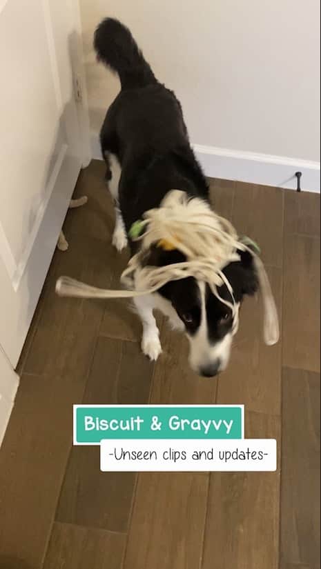 Jazzy Cooper Fostersのインスタグラム：「Biscuit & Grayvy updates 🐾🐾」
