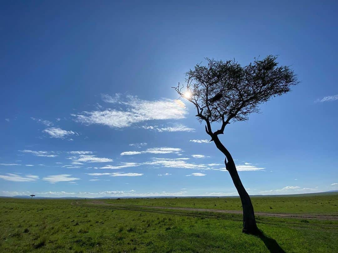 サルマ・ハエックさんのインスタグラム写真 - (サルマ・ハエックInstagram)「There’s something about a tree that stands alone that really moves me.  Hay algo que realmente me conmueve de un árbol que está solo.  @isharakenya」4月18日 0時28分 - salmahayek