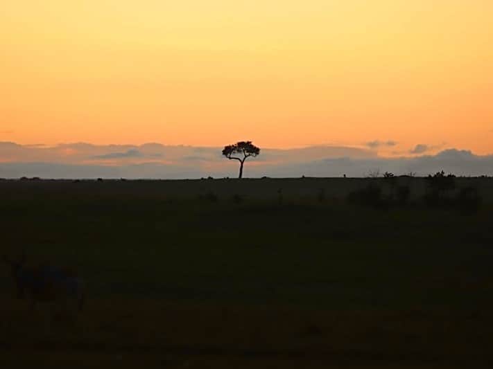 サルマ・ハエックさんのインスタグラム写真 - (サルマ・ハエックInstagram)「There’s something about a tree that stands alone that really moves me.  Hay algo que realmente me conmueve de un árbol que está solo.  @isharakenya」4月18日 0時28分 - salmahayek