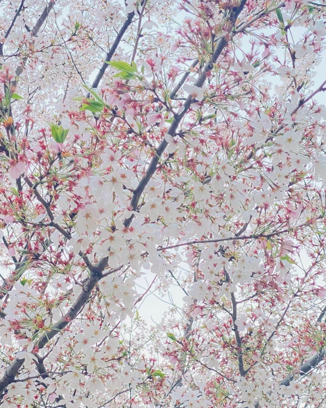 早瀬英里奈さんのインスタグラム写真 - (早瀬英里奈Instagram)「✰2023年の桜✰  写真は ほぼ葉桜ですが 今年も沢山の癒しと元気をありがとう🌸  また来年会えるのを楽しみにしています✵✵✵  #2023 #桜 #cherryblossom  #振り返り投稿   #早瀬英里奈 #erinahayase  #erinan」4月18日 0時21分 - erina.hayase