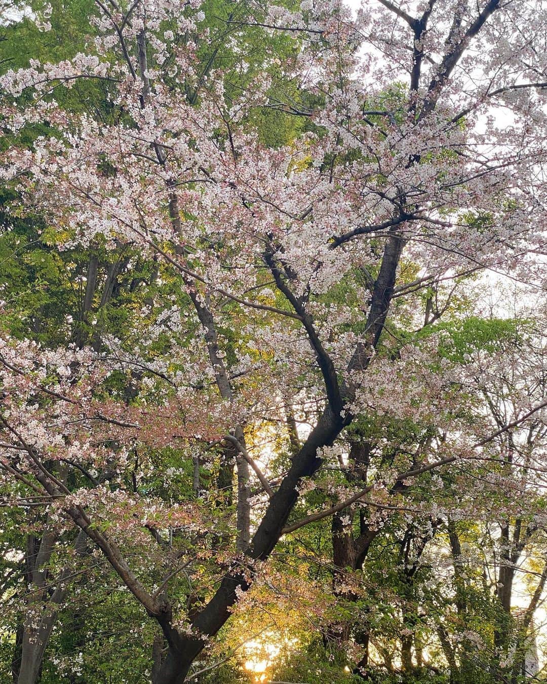 早瀬英里奈さんのインスタグラム写真 - (早瀬英里奈Instagram)「✰2023年の桜✰  写真は ほぼ葉桜ですが 今年も沢山の癒しと元気をありがとう🌸  また来年会えるのを楽しみにしています✵✵✵  #2023 #桜 #cherryblossom  #振り返り投稿   #早瀬英里奈 #erinahayase  #erinan」4月18日 0時21分 - erina.hayase