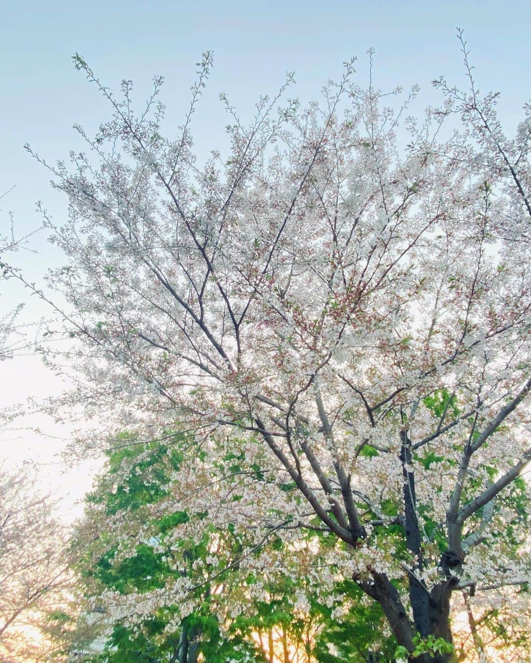 早瀬英里奈さんのインスタグラム写真 - (早瀬英里奈Instagram)「✰2023年の桜✰  写真は ほぼ葉桜ですが 今年も沢山の癒しと元気をありがとう🌸  また来年会えるのを楽しみにしています✵✵✵  #2023 #桜 #cherryblossom  #振り返り投稿   #早瀬英里奈 #erinahayase  #erinan」4月18日 0時21分 - erina.hayase