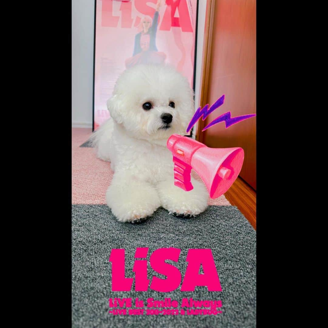 LiSAさんのインスタグラム写真 - (LiSAInstagram)「InstagramでLiSAのオリジナルフィルターが新登場しました🎉めちゃかわいーーーー！！ 一人でも🤳友達とでも👫恋人とでも👩‍❤️‍👩家族とでも👩‍👩‍👦‍👦ペットとでも🐶🐈‍⬛🦜🙊🐬なんだって#LiSAライブベスト　仕様になれます📸 私のページのキラキラアイコンから是非使ってみてね〜♡📸📣 #LiSAライブベスト　発売まで後二日だぁぁーーー！✌︎✌︎  あれ？私髪ピンクに戻ってるな🙂めんどくさくなって全頭ピンクシャンプーしたな😎←  #おかえりピンク #ピンクの私に見慣れなさすぎて会う人に誰も金髪からピンクにしたことを気がついてくれない  【おしらせ】#LiSAライブベスト InstagramでLiSAのオリジナルフィルターが新登場☆ お好きな写真・動画を撮影して、Instagramストーリーズでご投稿ください。　 【HP】http://www.lxixsxa.com/sp/」4月18日 0時30分 - xlisa_olivex