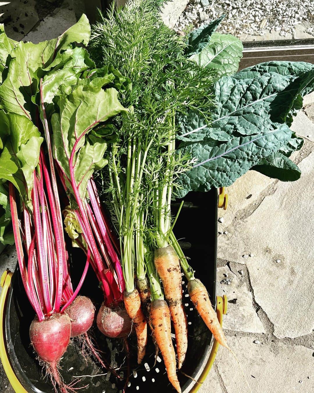 キャリー・アンダーウッドさんのインスタグラム写真 - (キャリー・アンダーウッドInstagram)「I swore I’d never try to grow carrots again after a couple failed attempts…but here we are! 🥕🥕🥕👩‍🌾👩‍🌾👩‍🌾Feels so good to grow things… hoping the @epicgardening folks see this and feel just as excited and proud as I do about my greenhouse goodies!! ❤️❤️❤️ #garden #greenhouse #produce #organic #healthy #blessed」4月18日 0時55分 - carrieunderwood