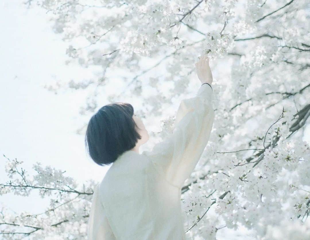 岩倉しおりさんのインスタグラム写真 - (岩倉しおりInstagram)「春に手をのばす。」4月18日 1時00分 - iwakurashiori