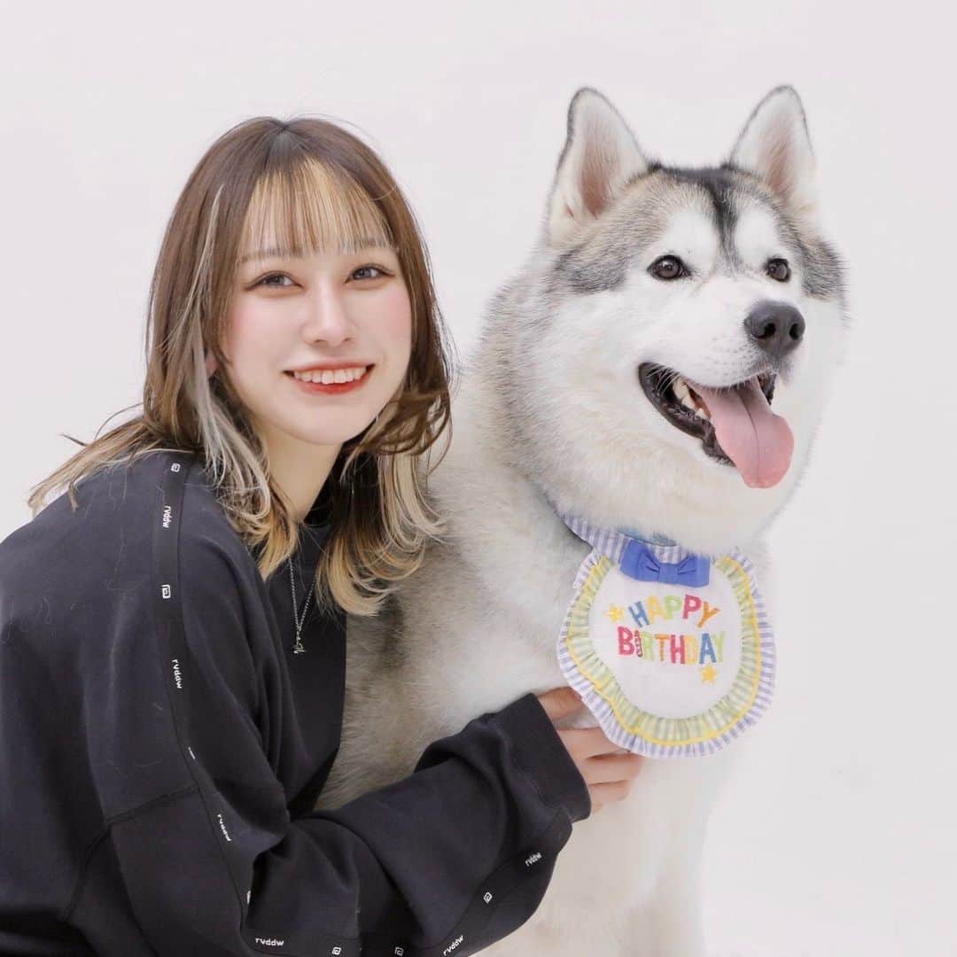 乃蒼ヒカリのインスタグラム：「2023.04.18 今日で、おかゆが2歳になりました！ まだ2歳とはいえ、人間でいうと20歳くらいなのかな？ 毎日一緒にいると、どれだけこの子が大きくなっているか。とかは、パピーの頃と比べてあまり目に見えて実感がなかったけれど、去年の同じ日の写真を見返して見ると、身体もお顔もしっかりしてきて乃蒼が気づかない間にも、立派なシベリアンハスキーにすくすく育ってくれていたようです。🫧🫧  少し大人になったとはいえ、まだまだパピーの頃と変わらないわんぱくっぷりで、お散歩ではよく『まだ小さいですか？』といわれる確率が尋常じゃないくらい、バブみは抜けません……👶🏻🍼🤦🏻‍♀️  毎日のお散歩も、ご飯も、ギョッとするようなイタズラも、全身で全力で表してくれる喜び方も含めて、全てが大型犬サイズだから幸せだって驚きだって、その分とっても大きいなと2年目になって凄く感じるようになりました。  おかゆと生活をするようになって、おかゆが居なかったらきっと出逢っていないような、出逢いだってすっごくいっぱいある！ お散歩に出ると、乃蒼1人で声かけられたら若干ビビるようなちょっと怖めなお兄さんも、とろける笑顔にしちゃうくらいメロメロにしちゃうし、いつもお散歩コースで通るお店のお兄さんお姉さんはおかゆを見つけると遠くから『おかゆ〜！』って歓迎してくれたりもして、地元でもたくさん愛してもらえる存在になって、  そして何よりおかゆを通じて色々なおイヌさまの飼い主さんたちにも出逢えた！おかゆの弟と妹にも出逢えた！ そしてそのお友達にも出逢えた！ おかゆのことだけじゃなく、乃蒼にまでみんな優しくて試合のことだったりも気にかけてくれて、おかゆも、乃蒼も本当に幸せ者です。🫧🫧  ママっていうにはまだまだ程遠いくらい何も出来ないけれど、おかゆはそんな乃蒼をすごく愛してくれて、守ってくれて、認めてくれて、そんなおかゆの成長と共に、乃蒼も立派なおかゆママになっていかなきゃ！ね！ これからもかっこいいシベリアンハスキー目指して！乃蒼は、立派なママ目指して！強く逞しく、色んな刺激を求めて一緒に楽しく幸せに過ごそうね。  おかゆに出会えてママはとっても幸せです。 改めて、おかゆ2歳のお誕生日おめでとう。 大好きです！」