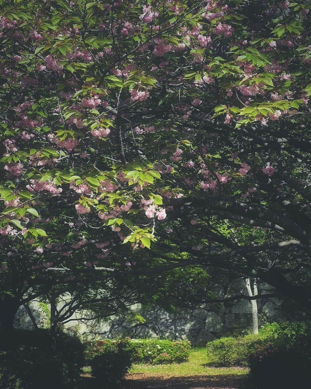 sunday_722のインスタグラム：「* * end of spring③ 桜からつつじへ * Device: iPhone13pro * * #lookup #doublecherryblossoms #cherryblossom #八重桜 #Rox_Captures #secretgarden #endofspring #ShotOniPhone13pro #streetphotographyinternational #worldmobilephotography #streetphotographer #street_minimal #tv_pointofview #ShotOniPhone #fukuokapics #floweroftheday #exklusive_shot #igresjp #instagramjapan #ig_photooftheday #mwjp #gominimalmag #indies_gram #mobiography #thesmartview #jj_mobilephotography #桜 #日本の春」