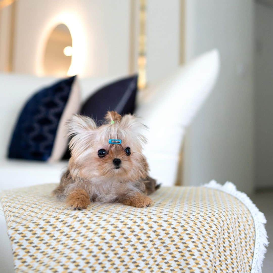 Rolly Pups INCさんのインスタグラム写真 - (Rolly Pups INCInstagram)「Can you believe how tiny Finn the morkie is?? She's 7 months old and still at 2.5lbs!」4月18日 2時44分 - kpups.official