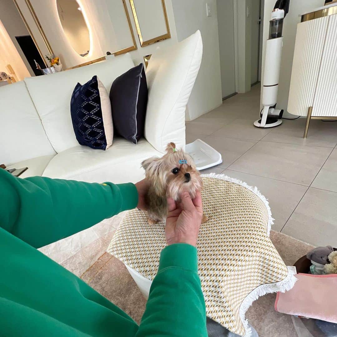 Rolly Pups INCさんのインスタグラム写真 - (Rolly Pups INCInstagram)「Can you believe how tiny Finn the morkie is?? She's 7 months old and still at 2.5lbs!」4月18日 2時44分 - kpups.official