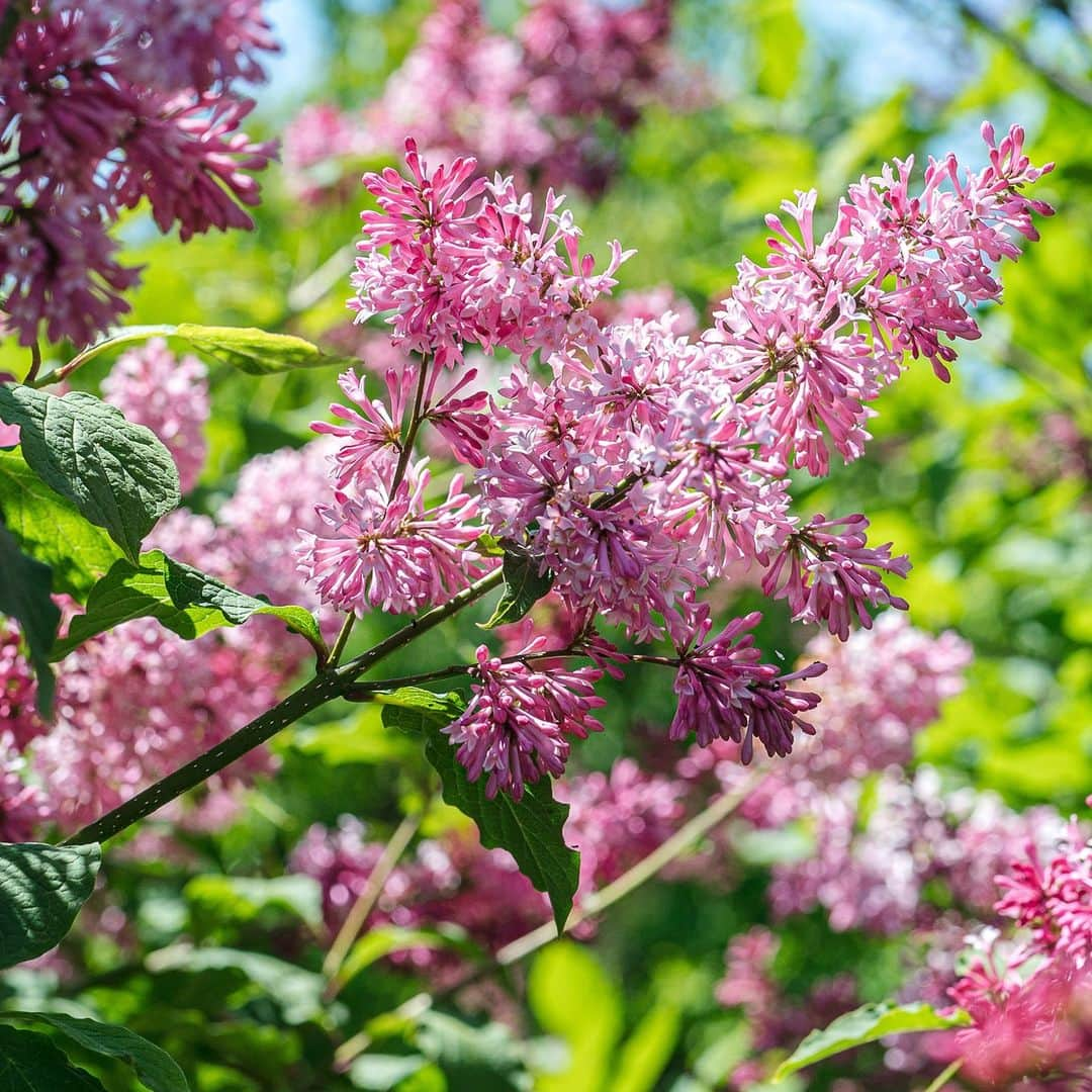 ニューヨーク植物園さんのインスタグラム写真 - (ニューヨーク植物園Instagram)「If you've been waiting for the lilacs to bring their sweet scent to the spring spectacle, the wait is over!   Last week's sudden warmth kicked these fragrant blooms into high gear through the weekend, and as of today the collection is flowering beautifully. Don't miss your opportunity to catch these fragrant wonders in rare form this season—hit the link in our bio to follow along with our spring bloom trackers.  #Syringa 'Miss Canada' #plantlove」4月18日 2時59分 - nybg