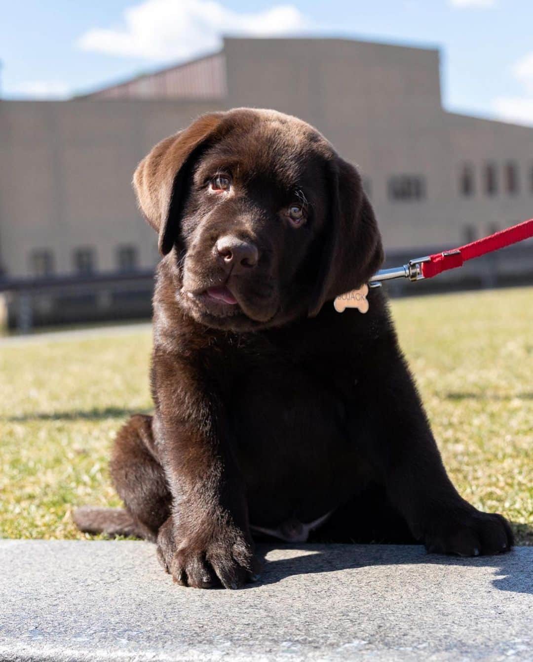 World of Labradors!さんのインスタグラム写真 - (World of Labradors!Instagram)「Meet puppy Bojack! 🤎 - @bojackthelab   📸 pictures by @willferman / @willwalks」4月18日 3時01分 - worldoflabs