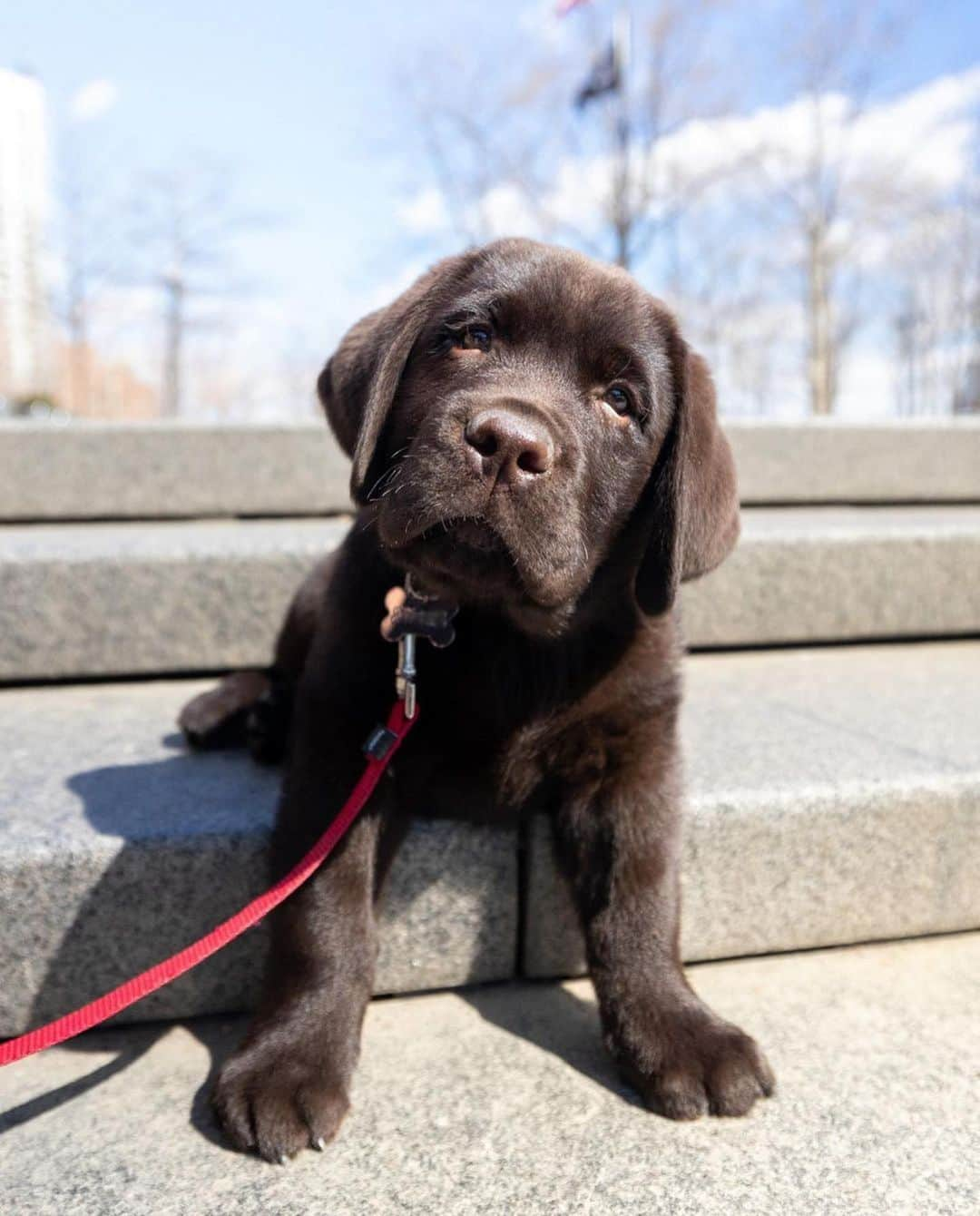 World of Labradors!のインスタグラム：「Meet puppy Bojack! 🤎 - @bojackthelab   📸 pictures by @willferman / @willwalks」