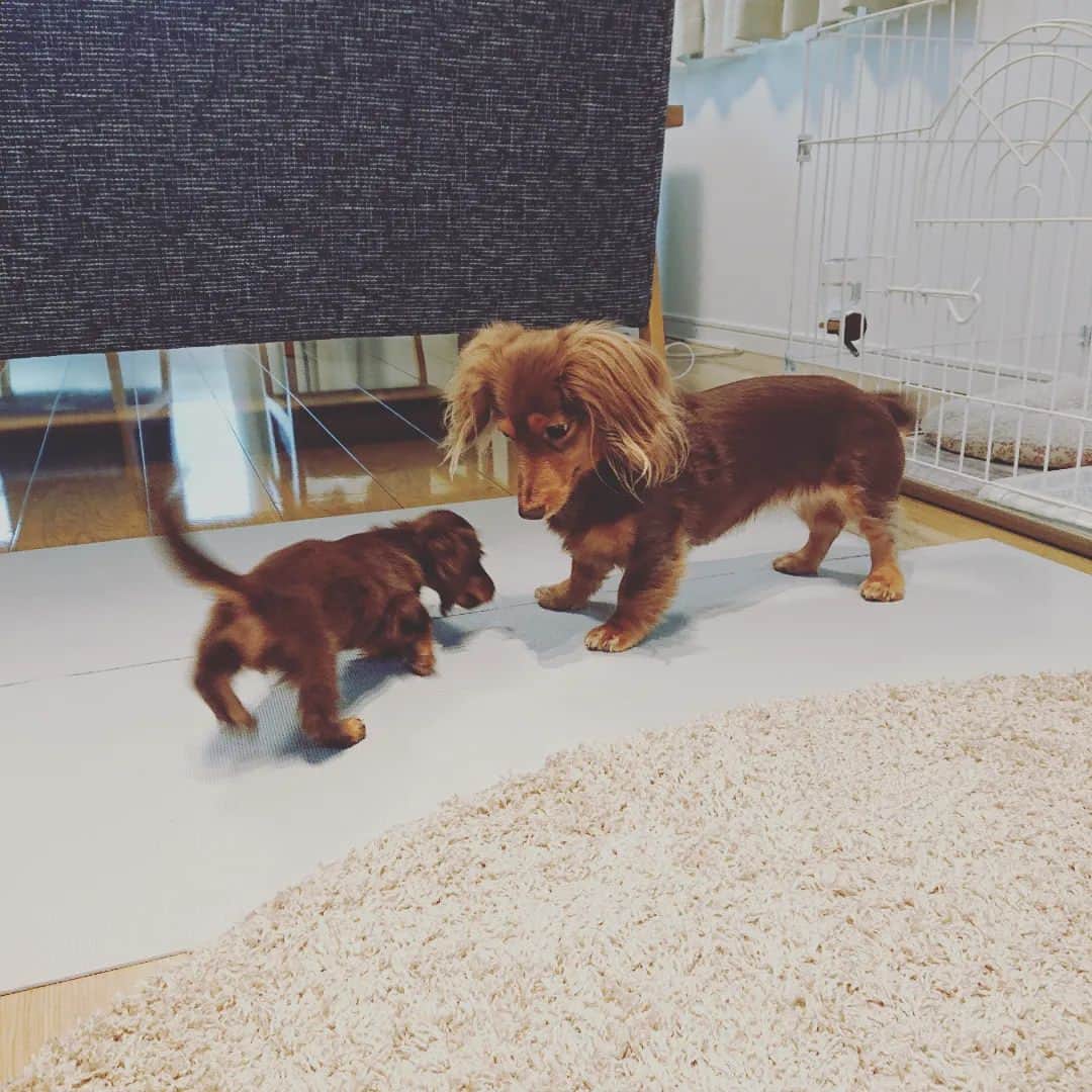くるみんのインスタグラム：「* 今日でひまりちゃんを迎えて6日目です。 2ワン遊びもしました😆  お部屋遊びの楽しさを覚えてしまい、サークルINが苦手でまぁキャン鳴きが酷い💦 5分もすれば諦めて寝てくれるんだけど… ひまりが鳴き出すとあずきがソワソワ😰環境の変化とその声が嫌みたいで、昨日お腹壊してしまいました😰 病院で注射💉してもらい、快方に向かっています。  まずキャン鳴きをしないよう、 飼い主が頑張らなければ💪 * #カニンヘンダックスの日常 #カニンヘンダックス大好き #カニンヘンダックスフンド #カニンヘンダックスフント #カニンヘンダックスフンドチョコタン #カニンヘン #カニンヘンダックス #カニンヘンの会 #カニンヘン多頭飼い #チョコタンダックスフント #チョコタンダックスフンド #チョコタンダックス #チョコタン #ダックスフントカニンヘン #ダックスフント #ダックスフンド #ダックス #ダックスフンドカニンヘン #ダックス部 #ダックス短足部 #多頭飼い #いぬばか部 #いぬすたぐらむ #短足部 #dachshund #dachs #dogstagram #dog #todayswanko #instagramdogs」
