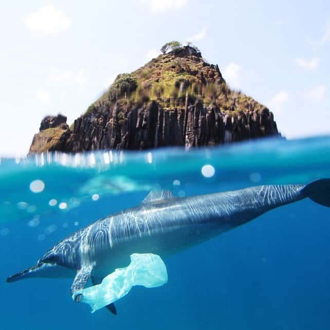 アメリカ自然史博物館さんのインスタグラム写真 - (アメリカ自然史博物館Instagram)「Humans are making more plastic than ever before. Since 1970, we’ve discarded six billion tons of plastics, and only 9% has been recycled. Most remains in our natural environment. In fact, 150 million tons of plastic waste have accumulated in the ocean—that’s 80 times the weight of all the blue whales in the sea.   This Earth Day, join us at the Museum for EarthFest and learn how scientists are working to preserve the planet. Experience a full day of family-friendly activities, performances, and lectures showcasing local and international efforts devoted to conserving Earth. Details in our bio!   Photo: Jedimentat44, CC BY 2.0, flickr  #wildlife #planetearth #amazingnature #conservation #pollution」4月18日 4時16分 - amnh