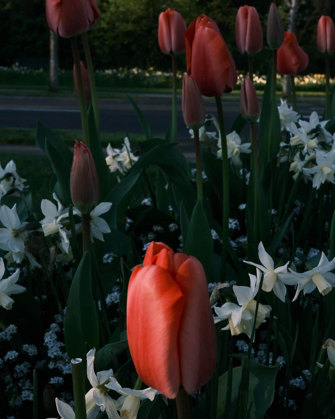 小林十市さんのインスタグラム写真 - (小林十市Instagram)「#sr400 #tulipe #fujifilm#fujifilmxseries #fujifilmstreet #fujinon27mmf28 #xpro3durasilver #xpro3 #araihelmet #roarsoriginaltokyo」4月18日 4時11分 - monsieur_11