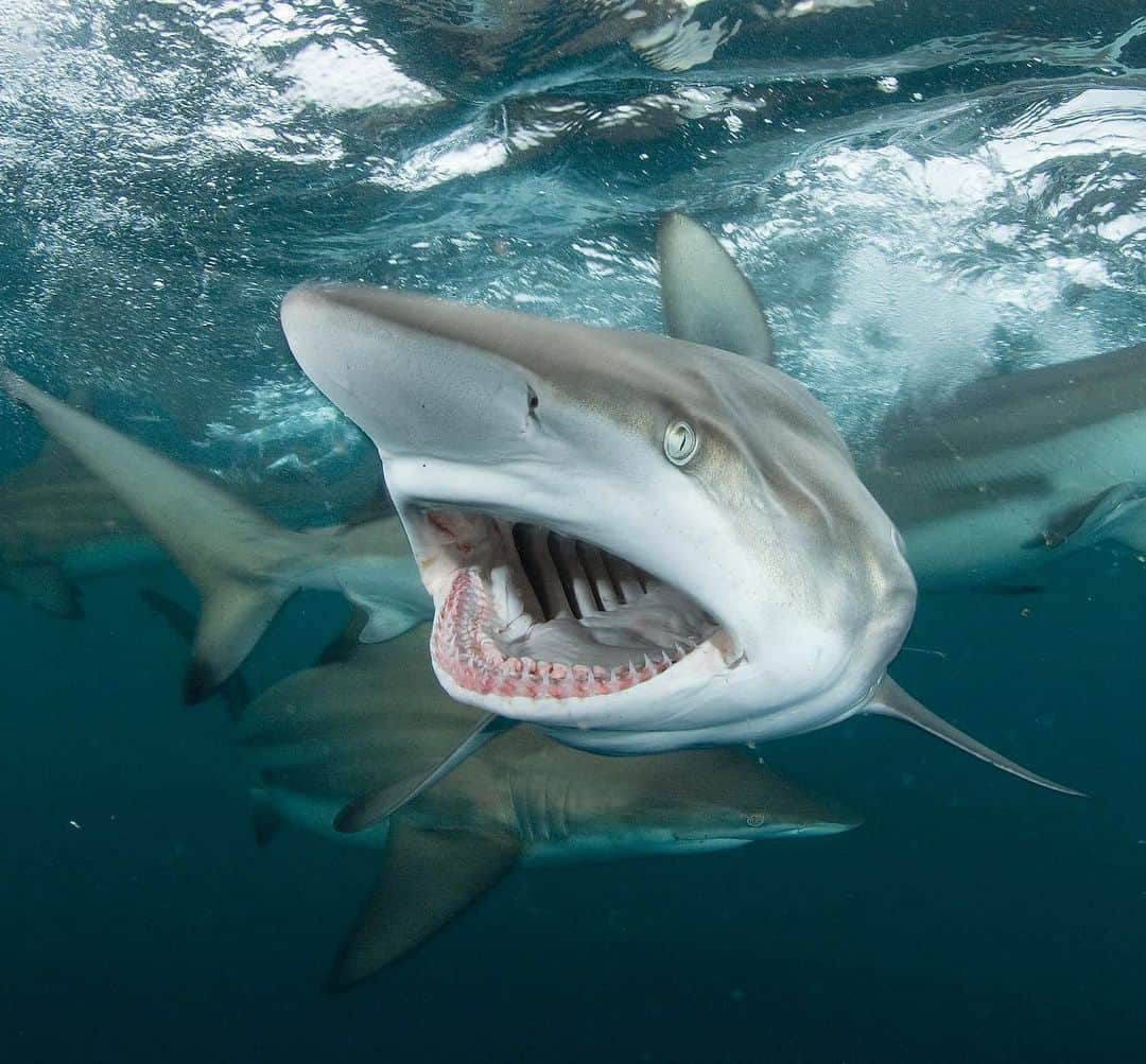 Thomas Peschakのインスタグラム：「I have photographed sharks obsessively for more than 20 years and this image is from one of my early shoots at Aliwal Shoal off the East coast of South Africa. Many of my older images have not stood the test of time, in fact looking at most them triggers feelings of embarrassment. This photograph however is not one of those and I continue to enjoy the raw power and energy that I feel when looking at this image. At the time things happened so quickly that I still don't know if this shark was gaping at me or had just swallowed a sardine. Only a few inches from my underwater camera the shark turned on a dime and elegantly avoided what I was certain was going to be a head on collision. A blacktip shark’s teeth are narrow and slender, perfectly adapted for a diet of small fish NOT underwater photographers.  #sharks #diving #underwater #nikonambassador @nikoneurope」