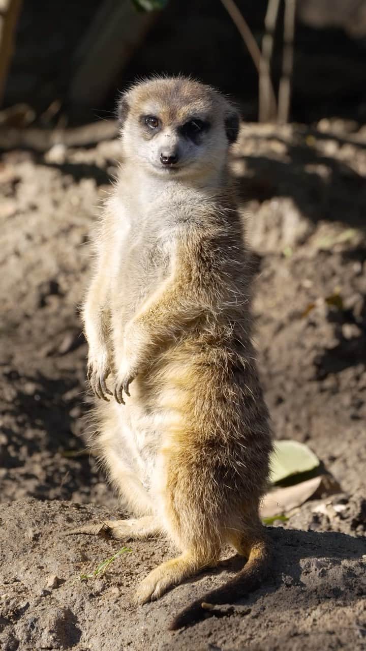 San Diego Zooのインスタグラム：「Stand tall like a meerkactus 🌵   Famed for standing on their hind legs, meerkats use this increased height to scan their surroundings, call out to other group members, and absorb extra heat from the sun. ☀️  #Meerkat #MellowMeerkats #SanDiegoZoo」