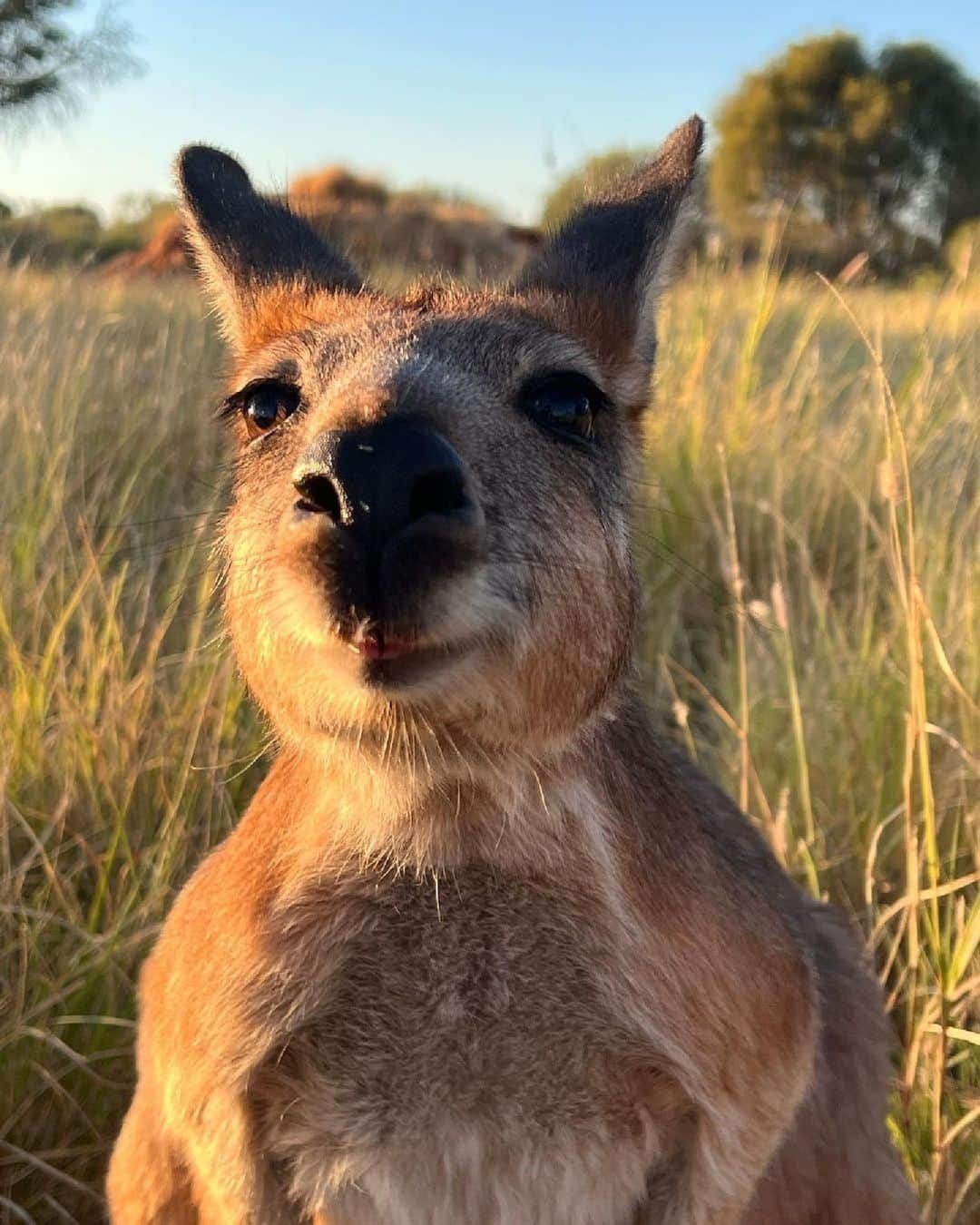 Australiaさんのインスタグラム写真 - (AustraliaInstagram)「Morning! Do I smell coffee?☀️ ☕ Say g'day to Teddy, one of the resident #kangaroos you'll meet at @thekangaroosanctuary in @ntaustralia's Mparntwe (Alice Springs). Located on Arrernte Country in @visitcentralaus, the Sanctuary's main mission is to rescue, rehabilitate and release orphaned joeys back into the wild ❤️ Say no more; we're on our way! #seeaustralia #comeandsaygday #ntaustralia #redcentrent #visitcentralaus」4月18日 5時00分 - australia