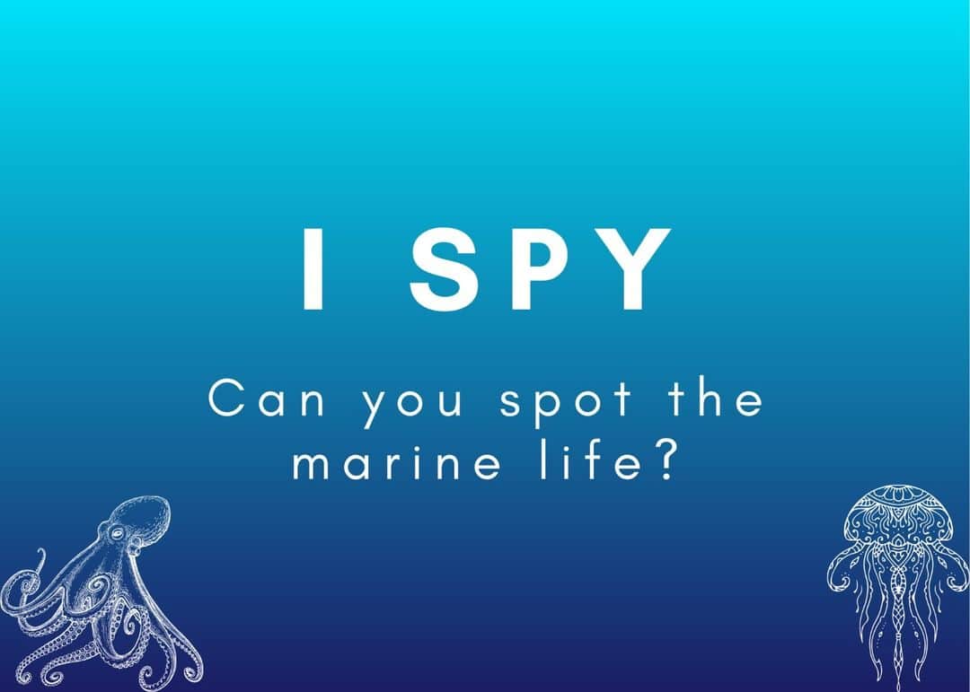 And Youさんのインスタグラム写真 - (And YouInstagram)「Let's play a game of I Spy🕵️ See if you can spot the marine life in these photos! Comment when you see it and what it is!🐠🐙🐚  Did you know that some marine life animals are true masters of camouflage? In fact, certain species have evolved to be experts at blending in with their environment. Cuttlefish, octopuses, and flounders are some of the animals that have developed specialized body patterns and colors that allow them to stay hidden from predators and sneak up on prey. Amazingly, these animals can even change the color and pattern of their skin to better match their surroundings in a matter of seconds! This incredible ability makes them some of the best-camouflaged creatures in the ocean. #marinebiology #camouflage」4月18日 6時02分 - dolphinsandyou