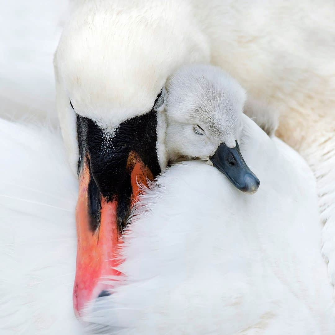 アニマルプラネットさんのインスタグラム写真 - (アニマルプラネットInstagram)「Swan cuddles with newly hatched cygnet (aka baby swan)🤍  Photographed by Jacky Parker  #Wildlife #Nature #Swan #Fascinating #Photography」4月18日 6時02分 - animalplanet