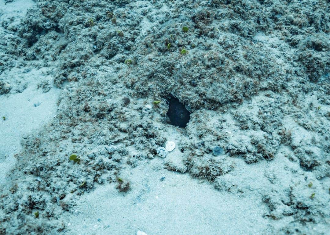 And Youさんのインスタグラム写真 - (And YouInstagram)「Let's play a game of I Spy🕵️ See if you can spot the marine life in these photos! Comment when you see it and what it is!🐠🐙🐚  Did you know that some marine life animals are true masters of camouflage? In fact, certain species have evolved to be experts at blending in with their environment. Cuttlefish, octopuses, and flounders are some of the animals that have developed specialized body patterns and colors that allow them to stay hidden from predators and sneak up on prey. Amazingly, these animals can even change the color and pattern of their skin to better match their surroundings in a matter of seconds! This incredible ability makes them some of the best-camouflaged creatures in the ocean. #marinebiology #camouflage」4月18日 6時02分 - dolphinsandyou