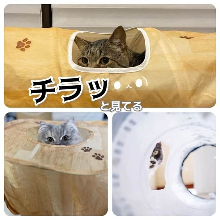 猫壱（ねこいち•ネコイチ）のインスタグラム