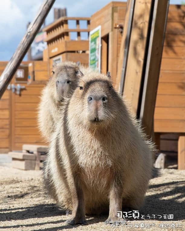 渡辺克仁さんのインスタグラム写真 - (渡辺克仁Instagram)「おはようございます。  #カピバラ #水豚 #capybara #おはよう」4月18日 7時00分 - katsuhito.watanabe