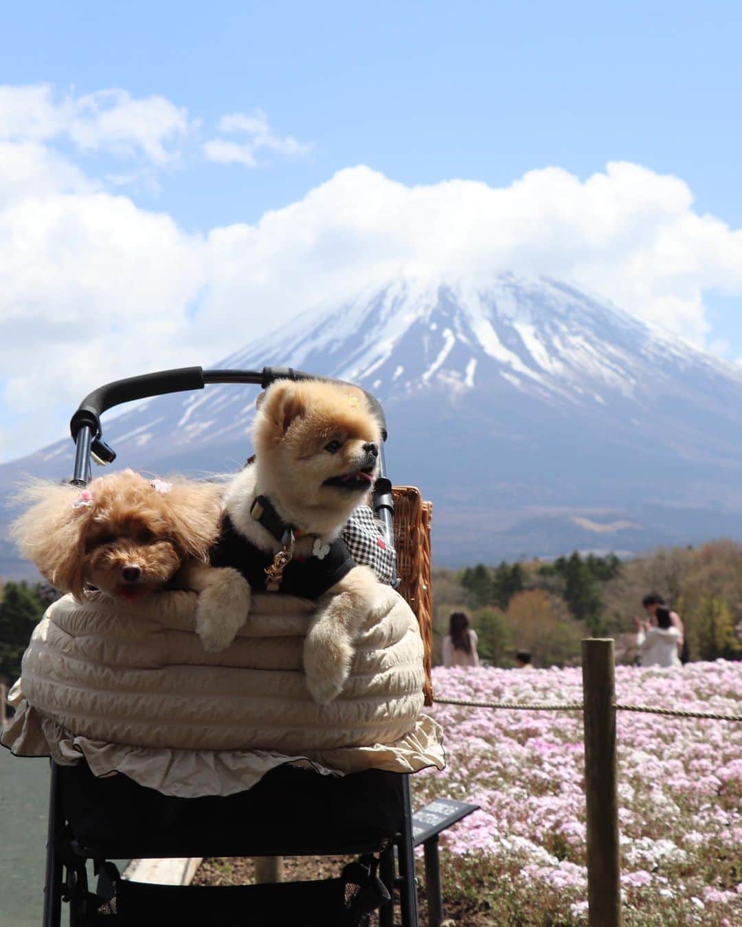 中野佑美さんのインスタグラム写真 - (中野佑美Instagram)「. .  ココなっつお出かけ🚗💨  #富士芝桜まつり  に行ってきました♪ ピンクの絨毯〜🩷 富士山🗻と一面の芝桜が　とってもキレイ  風が強くて乱れ髪のココさん😂  カメラ向けるとやる気のないお二人さんですが　外国人観光客の皆さんにとっーーー ても 可愛いがってもらいました😊  🩷かわいい❤️って　言葉が流行っているみたいで　何をしても　可愛い、可愛い〜〜でしたよ😅  園内は カート又はカバン　スリング等歩かなければワンコ🆗です🐶  #ココなっつ  #ココなっつおでかけ  #ココなっつお揃い  #富士芝桜まつり  #といぷーどる  #ぽめらにあん  #芝桜  #富士山  #富士山と犬」4月18日 16時30分 - yumi.coconutsu
