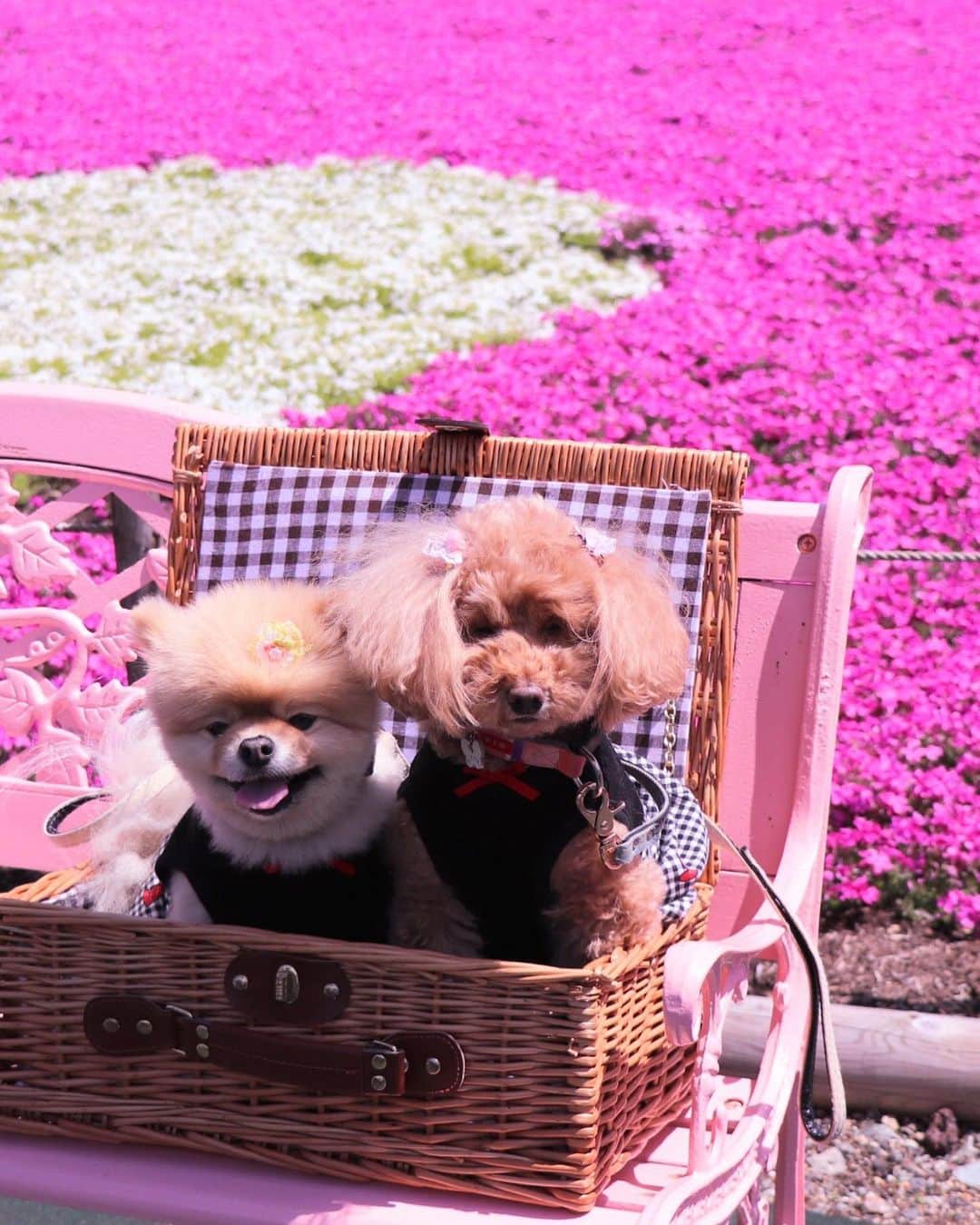 中野佑美さんのインスタグラム写真 - (中野佑美Instagram)「. .  ココなっつお出かけ🚗💨  #富士芝桜まつり  に行ってきました♪ ピンクの絨毯〜🩷 富士山🗻と一面の芝桜が　とってもキレイ  風が強くて乱れ髪のココさん😂  カメラ向けるとやる気のないお二人さんですが　外国人観光客の皆さんにとっーーー ても 可愛いがってもらいました😊  🩷かわいい❤️って　言葉が流行っているみたいで　何をしても　可愛い、可愛い〜〜でしたよ😅  園内は カート又はカバン　スリング等歩かなければワンコ🆗です🐶  #ココなっつ  #ココなっつおでかけ  #ココなっつお揃い  #富士芝桜まつり  #といぷーどる  #ぽめらにあん  #芝桜  #富士山  #富士山と犬」4月18日 16時30分 - yumi.coconutsu