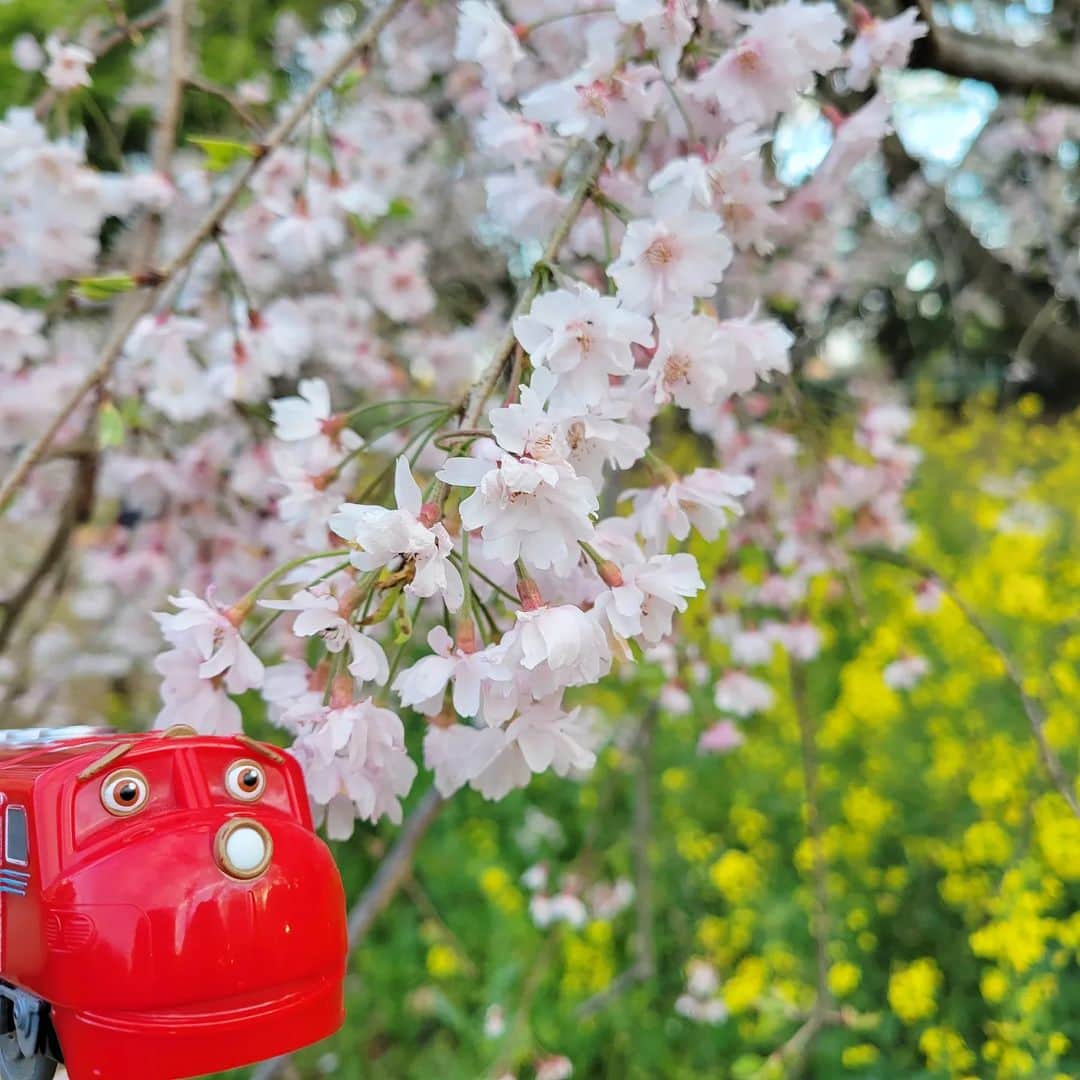フジテレビ「チャギントン」さんのインスタグラム写真 - (フジテレビ「チャギントン」Instagram)「🌸 ⁡ ⁡⁡ ⁡桜と菜の花のコラボレーション🌼*･ ⁡ ⁡ピンクに黄色、みどり、そしてウィルソンの赤だね☺️  春はいろいろなお花が咲いていて、⁡ ⁡お散歩がたのしいなぁ🎵 ⁡ #チャギントン #gogoチャギントン #chuggington #ウィルソンといっしょ #ウィルソン #桜 #さくら #お花見 #菜の花 #なのはな #春」4月18日 16時22分 - chuggington.jp