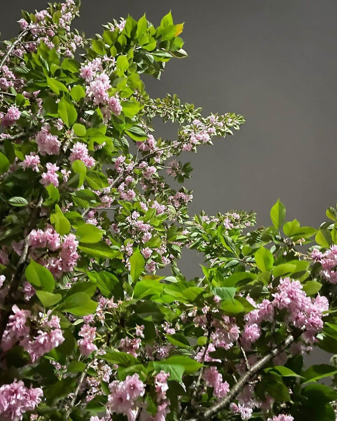 倉松すみれさんのインスタグラム写真 - (倉松すみれInstagram)「いつかの夜散歩🚶🌸　 葉桜も綺麗だね°○  #八重桜#葉桜」4月18日 16時39分 - sumire_0415