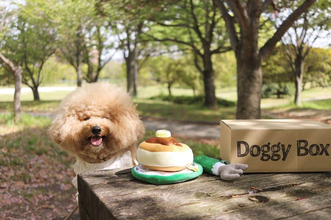 yun.ゆんさんのインスタグラム写真 - (yun.ゆんInstagram)「cotton.💭 パンケーキはすきでしゅか？🥞💞 . . . ピクニック気分で ドギーボックスの開封式。🌳 @doggybox_jp 🐶📦  なんてふかふかで おいしそうなパンケーキなんだろう…🤤 フォークまでついてるよ。🍽  かわいいし おやつもおいしいし うれしくて にこにこコットン。💭 . ボールの代わりに 恒例のおもちゃキャッチボールでさらに テンションMAX❗️ run runすごかったね。😂🎵 . . おやつ3種 ◯たまごせんべい ◯石見ポークラングダイス ◯宗田節スライス  便利グッズ ◯イヤークリーナ　 . . . ♪ ♪ ♪ #パンケーキ #ピクニック  #doggybox  #ドギボ#ドギーボックス#pr#ZIP写真部#ふわもこ部#多頭飼い#犬とうさぎ#うさぎと犬 #犬#dog#いぬすたぐらむ#dog#poochon #bishonfrise #犬のいる暮らし#いぬのきもち #犬バカ部#犬おもちゃ」4月18日 16時49分 - march.lemon