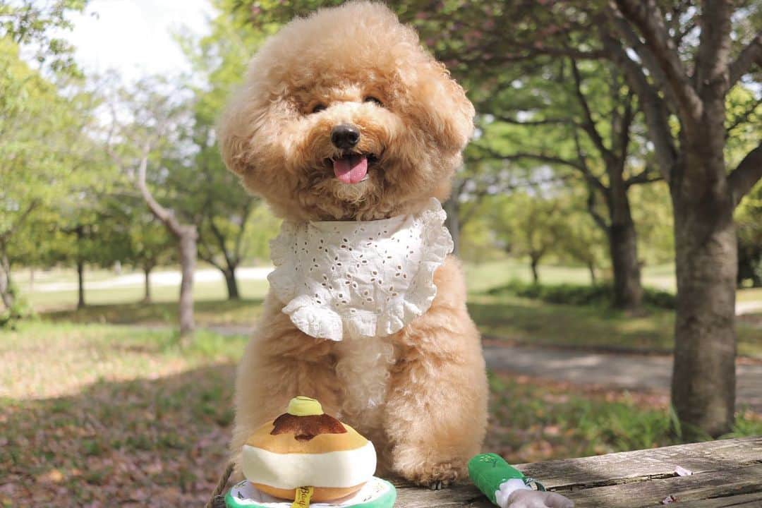 yun.ゆんのインスタグラム：「cotton.💭 パンケーキはすきでしゅか？🥞💞 . . . ピクニック気分で ドギーボックスの開封式。🌳 @doggybox_jp 🐶📦  なんてふかふかで おいしそうなパンケーキなんだろう…🤤 フォークまでついてるよ。🍽  かわいいし おやつもおいしいし うれしくて にこにこコットン。💭 . ボールの代わりに 恒例のおもちゃキャッチボールでさらに テンションMAX❗️ run runすごかったね。😂🎵 . . おやつ3種 ◯たまごせんべい ◯石見ポークラングダイス ◯宗田節スライス  便利グッズ ◯イヤークリーナ　 . . . ♪ ♪ ♪ #パンケーキ #ピクニック  #doggybox  #ドギボ#ドギーボックス#pr#ZIP写真部#ふわもこ部#多頭飼い#犬とうさぎ#うさぎと犬 #犬#dog#いぬすたぐらむ#dog#poochon #bishonfrise #犬のいる暮らし#いぬのきもち #犬バカ部#犬おもちゃ」