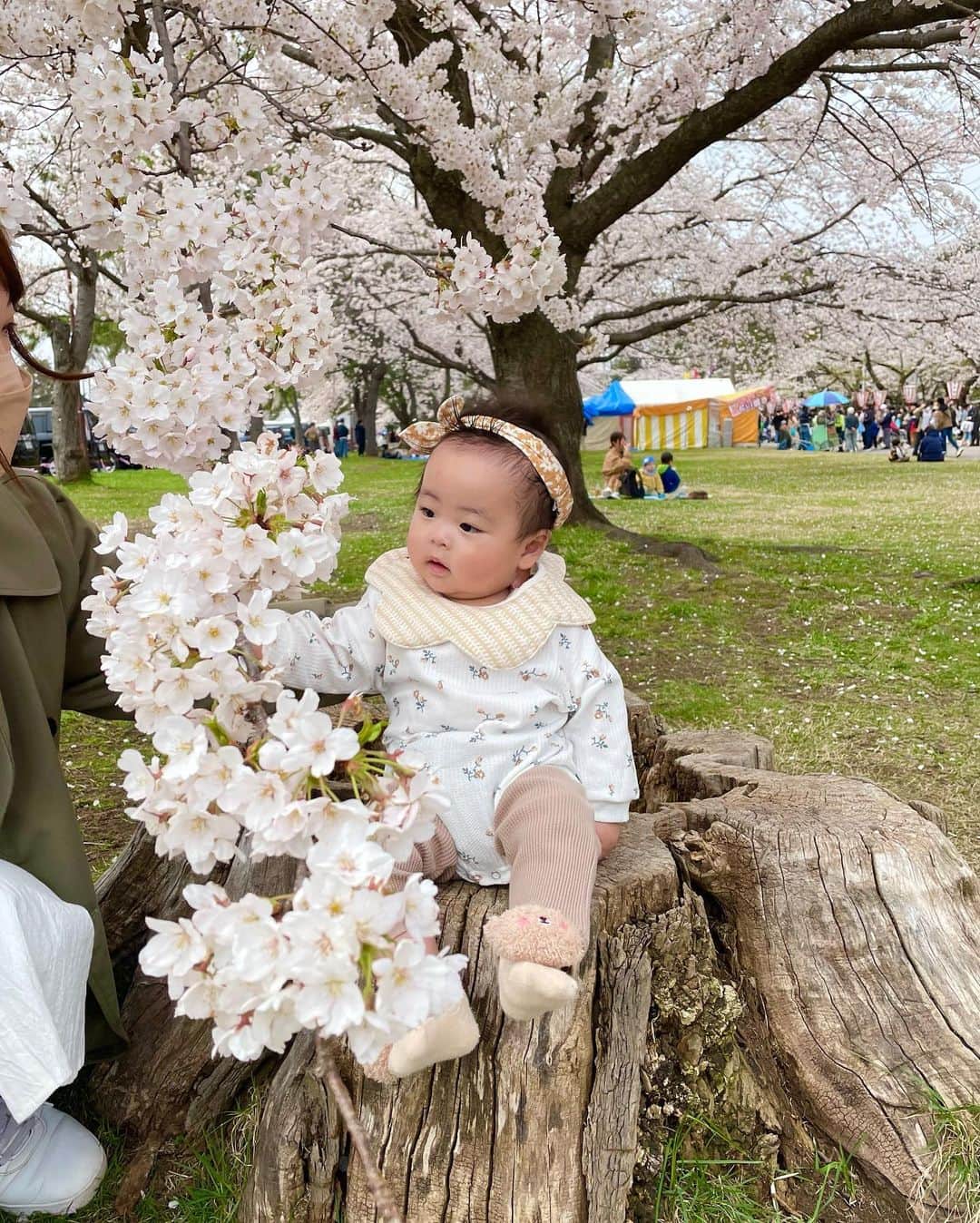 高坂友衣さんのインスタグラム写真 - (高坂友衣Instagram)「. 2023花見@合浦公園  先週の土曜日 桜、満開でした🌸 今年は早かったね。  去年お腹の中にいた娘と 今年は一緒に桜を見られて幸せ☺️ #最後の写真は去年の #ロン毛もすけ」4月18日 16時59分 - yui_kosaka828
