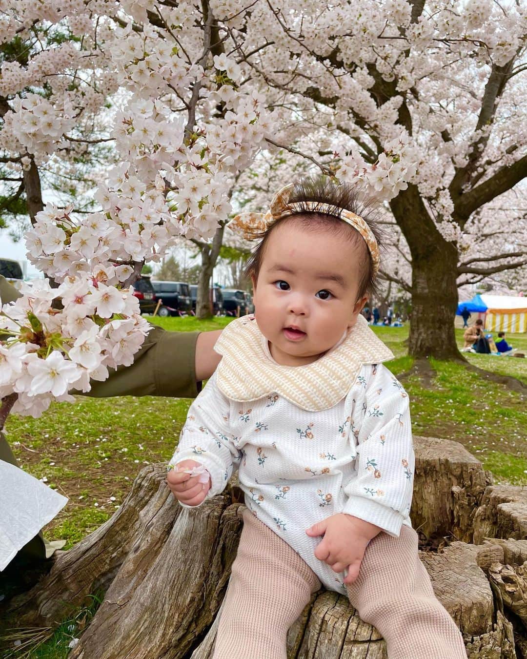 高坂友衣さんのインスタグラム写真 - (高坂友衣Instagram)「. 2023花見@合浦公園  先週の土曜日 桜、満開でした🌸 今年は早かったね。  去年お腹の中にいた娘と 今年は一緒に桜を見られて幸せ☺️ #最後の写真は去年の #ロン毛もすけ」4月18日 16時59分 - yui_kosaka828