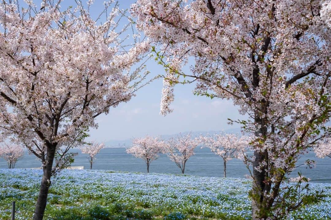 関西電力株式会社のインスタグラム：「＼桜とネモフィラのコラボレーション✨／ 本日は、大阪・まいしまシーサイドパークからパシャリ📸  約100万株のネモフィラが楽しめることで有名な、まいしまシーサイドパーク。 タイミングが良ければ、海と青空を背景に咲く青いネモフィラと、桜の競演を楽しむこともできます♪  実は、同公園は元々ゆり園でしたが、台風21号の高潮による塩害にあい、代わりとなる花としてSNS映えするネモフィラが選ばれたそうです💐  みなさんオススメの関西のスポットがあれば、コメントで教えてください！  #関西電力　#灯りフォト部 #大阪　#舞洲　#まいしまシーサイドパーク　#花見　#お花見　#ネモフィラ　#お花畑　#桜 #日本の絶景　#日本の景色 #関西旅行　#関西観光　#大阪旅行　#大阪観光　 #カメラ好きな人と繋がりたい　#写真好きな人と繋がりたい」