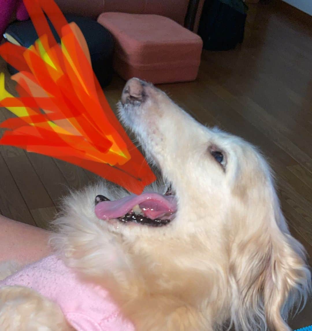のインスタグラム：「火を吐きます  #ミニチュアダックス #ミニチュアダックスフンド  #犬」