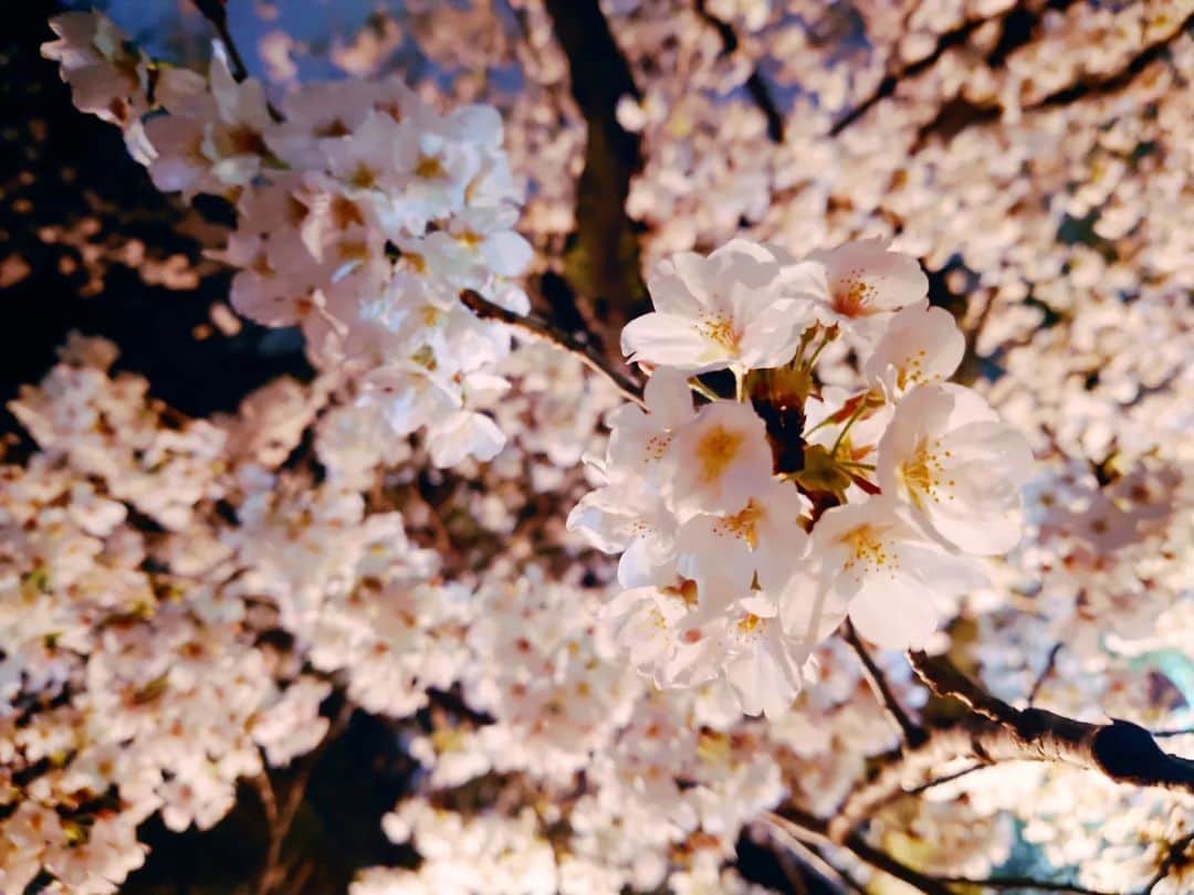 葉山いくみさんのインスタグラム写真 - (葉山いくみInstagram)「載せてなかった〜！ 今年の桜🌸と通りすがりに見つけたお花たち🌷」4月18日 17時17分 - hayamaikumi