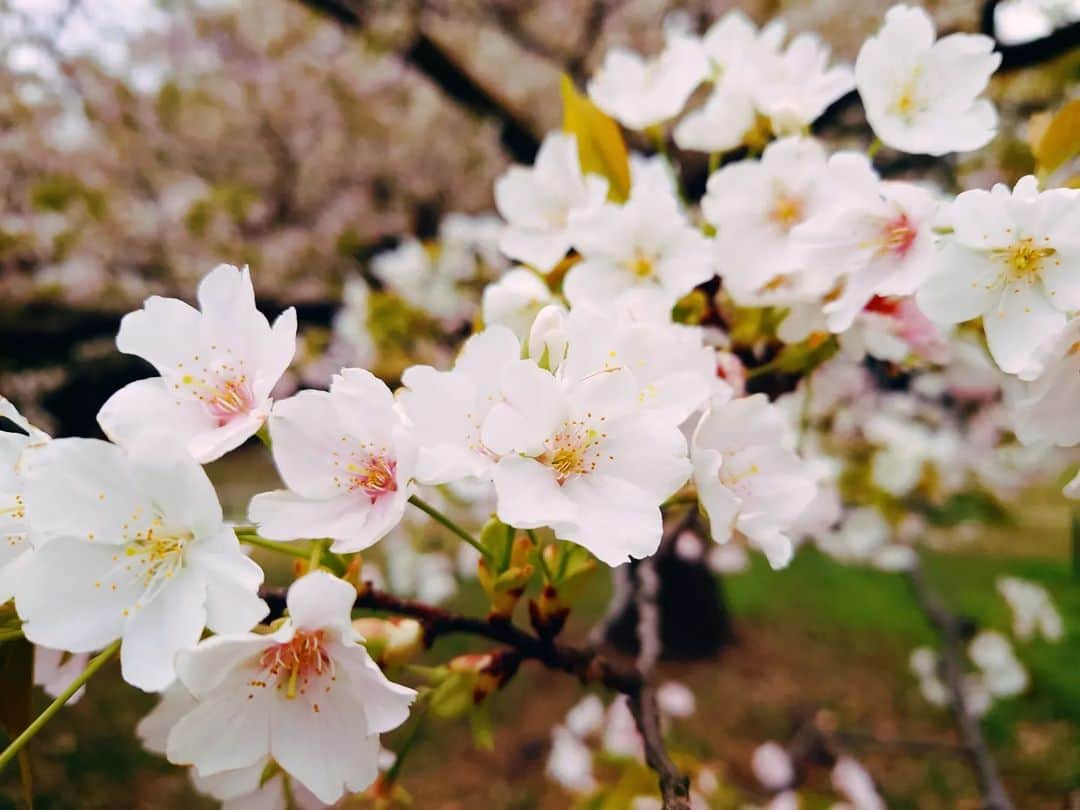 葉山いくみのインスタグラム：「載せてなかった〜！ 今年の桜🌸と通りすがりに見つけたお花たち🌷」