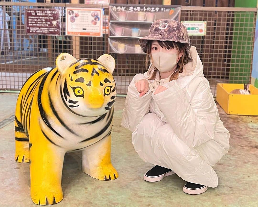 眞白桃々のインスタグラム：「虎の威を借る眞白🐅 (うしろのうさぎかわちまる)  #那須サファリパーク #ふれあい動物園   .」