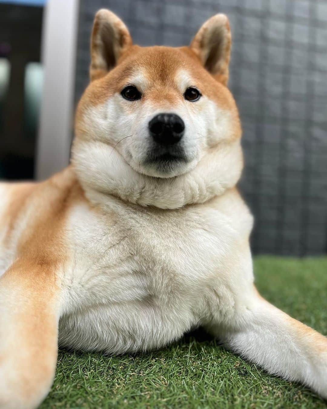 舞名里音さんのインスタグラム写真 - (舞名里音Instagram)「🦊 おはようございます。 あれ？少し痩せたじゃじゃまるなのですが、、、見事なマフラーが、、 (￣▽￣;)  #おはようございます #柴犬 #じゃじゃまる #今日も素敵な一日を」4月18日 9時02分 - maina_rion