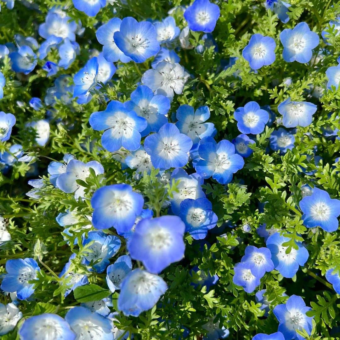 まいちのインスタグラム：「nemophila.💎  #海の中道海浜公園 #ネモフィラ畑 #ネモフィラ #flowergarden」