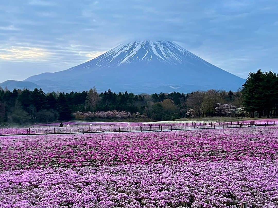 依田司さんのインスタグラム写真 - (依田司Instagram)「4月18日（火） 山梨県富士河口湖町にある『富士本栖湖リゾート』から富士山と芝桜のコラボレーションをご紹介。 途中、曇ってしまいましたが、晴れていると絶景の富士山と芝桜が見られるスポット。他のお花同様に開花は例年より早く、もう見頃となりました。GWまで持つか心配しているそうです。 幸せの黄色い扉や手漕ぎボート、芝桜の富士山など、SNS映えのスポットも満載。フードカーも常時10台ほどあり、花も団子もの方にも嬉しい場所です。  #富士本栖湖リゾート #BANANAREPUBLIC #バナリパ #依田さん #依田司 #お天気検定 #テレビ朝日 #グッドモーニング #気象予報士 #お天気キャスター #森林インストラクター #グリーンセイバーアドバンス #プロジェクトワイルド #IPCC伝導者 #japan #japantrip #japantravel #unknownjapan #japanAdvenそture #japanlife #lifeinjapan #instagramjapan #instajapan #療癒 #ilovejapan #weather #weathercaster #weatherforecast」4月18日 9時17分 - tsukasa_yoda