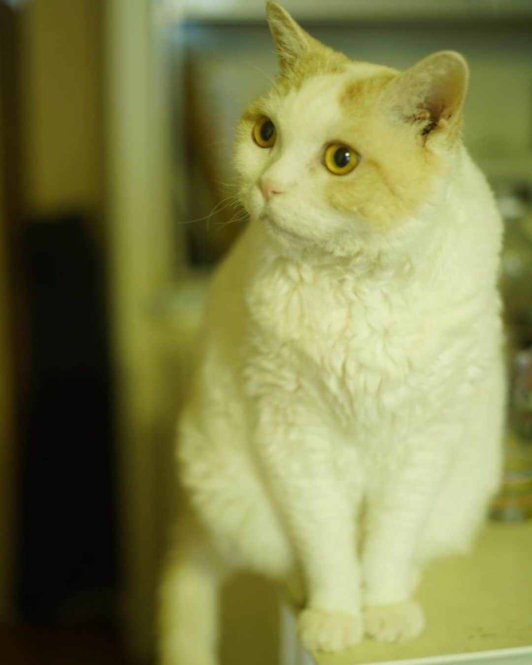 みかんさんのインスタグラム写真 - (みかんInstagram)「.  ぼく6歳になったよ！ 🎂🎁🎶  これからもいっぱい食べて、みかんお姉ちゃんといっぱい遊んで、楽しい毎日になるといいにゃ  6歳のぼくも、どうぞよろしくにゃ💕  #レモン #cat #catstagram  #誕生日」4月18日 9時23分 - aja.ri