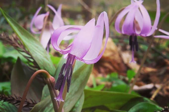 Soka Universityさんのインスタグラム写真 - (Soka UniversityInstagram)「Campus Seasonal Photos March ④ 丹木の歳時記　弥生(四) ⑴ A dogtooth violet・片栗(カタクリ) ⑵ Viola grypoceras・タチツボスミレ ⑶ Spring orchid・春蘭(シュンラン) ⑷ Rhododendron dilatatum・三葉躑躅(ミツバツツジ) ⑸ A Japanese quince・木瓜(ボケ) ⑹ Paper bush・三叉(ミツマタ) ⑺ Honeysuckle・鶯神楽(ウグイスカグラ) ⑻ Oshima Cherry・大島桜(オオシマザクラ) ⑼ Camellia・椿(ツバキ) ⑽ A chat (Turdinae)・ツグミ #discoversoka #sodaigram #sodaipictures #sokauniversity #創価大学 #hachioji #八王子 #tokyo #東京 #campus #キャンパス #university #大学 #students #学生 #nature #自然 #march #3月 #弥生 #fourseasons #四季 #spring #春 #environment #環境 #environmentallyfriendly #環境に優しい」4月18日 10時08分 - sokauniversity