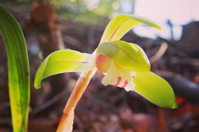 Soka Universityさんのインスタグラム写真 - (Soka UniversityInstagram)「Campus Seasonal Photos March ④ 丹木の歳時記　弥生(四) ⑴ A dogtooth violet・片栗(カタクリ) ⑵ Viola grypoceras・タチツボスミレ ⑶ Spring orchid・春蘭(シュンラン) ⑷ Rhododendron dilatatum・三葉躑躅(ミツバツツジ) ⑸ A Japanese quince・木瓜(ボケ) ⑹ Paper bush・三叉(ミツマタ) ⑺ Honeysuckle・鶯神楽(ウグイスカグラ) ⑻ Oshima Cherry・大島桜(オオシマザクラ) ⑼ Camellia・椿(ツバキ) ⑽ A chat (Turdinae)・ツグミ #discoversoka #sodaigram #sodaipictures #sokauniversity #創価大学 #hachioji #八王子 #tokyo #東京 #campus #キャンパス #university #大学 #students #学生 #nature #自然 #march #3月 #弥生 #fourseasons #四季 #spring #春 #environment #環境 #environmentallyfriendly #環境に優しい」4月18日 10時08分 - sokauniversity