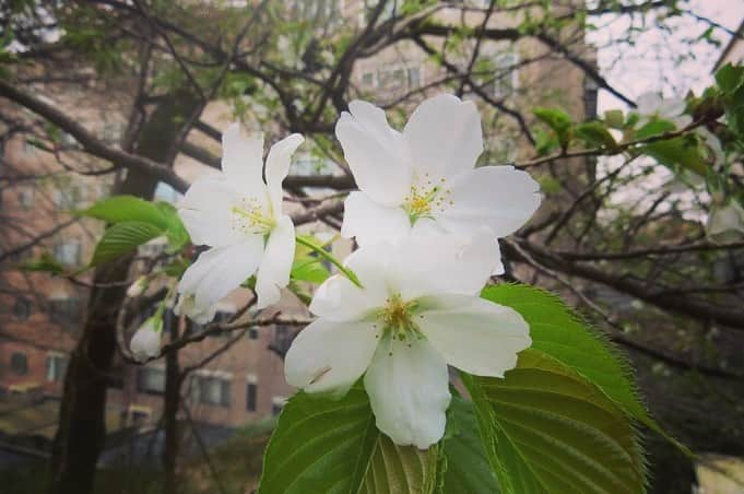 Soka Universityさんのインスタグラム写真 - (Soka UniversityInstagram)「Campus Seasonal Photos March ④ 丹木の歳時記　弥生(四) ⑴ A dogtooth violet・片栗(カタクリ) ⑵ Viola grypoceras・タチツボスミレ ⑶ Spring orchid・春蘭(シュンラン) ⑷ Rhododendron dilatatum・三葉躑躅(ミツバツツジ) ⑸ A Japanese quince・木瓜(ボケ) ⑹ Paper bush・三叉(ミツマタ) ⑺ Honeysuckle・鶯神楽(ウグイスカグラ) ⑻ Oshima Cherry・大島桜(オオシマザクラ) ⑼ Camellia・椿(ツバキ) ⑽ A chat (Turdinae)・ツグミ #discoversoka #sodaigram #sodaipictures #sokauniversity #創価大学 #hachioji #八王子 #tokyo #東京 #campus #キャンパス #university #大学 #students #学生 #nature #自然 #march #3月 #弥生 #fourseasons #四季 #spring #春 #environment #環境 #environmentallyfriendly #環境に優しい」4月18日 10時08分 - sokauniversity